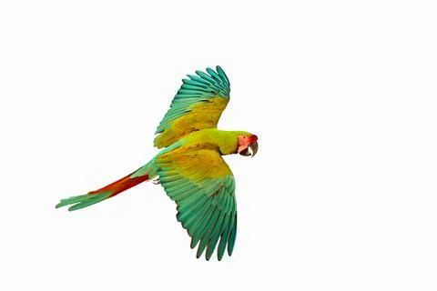 Parrot Foto stock