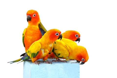 Parrot Stock Photos