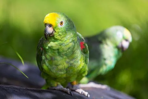 Parrot 스톡 사진