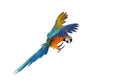 Parrot Stock Photos