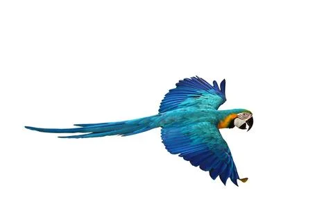 Parrot Foto stock
