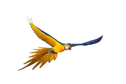 Parrot Foto stock