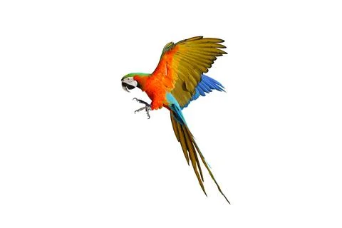 Parrot Stock Photos