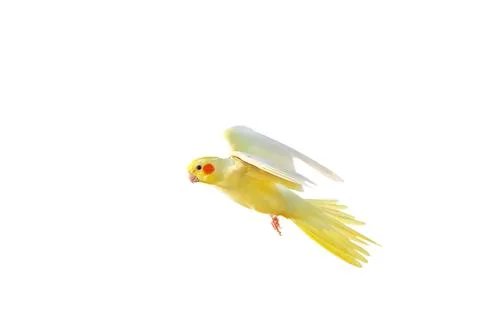 Parrot Foto stock