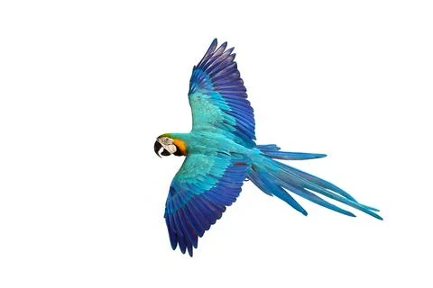 Parrot Stock Photos