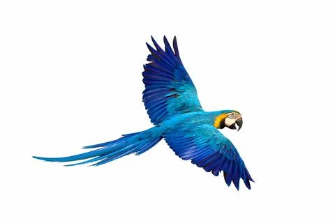 Parrot Stock-Fotos