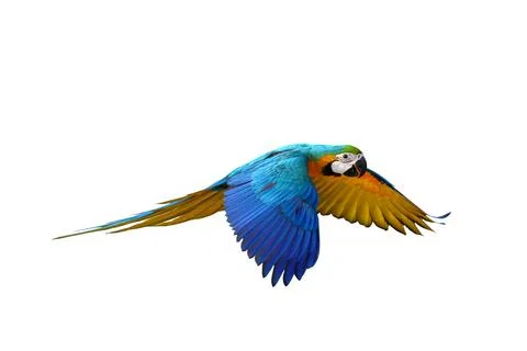 Parrot 스톡 사진