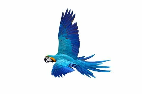Parrot Stock Photos
