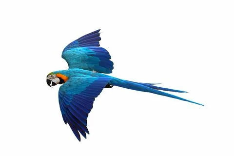 Parrot Stock-Fotos