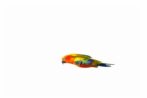 Parrot Stock Photos