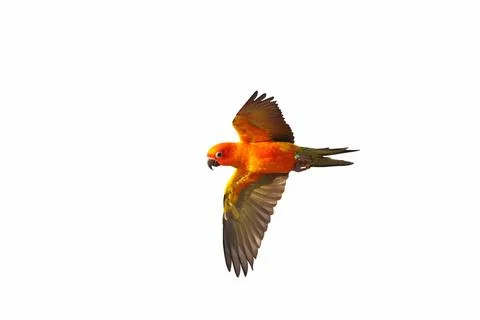 Parrot Foto stock