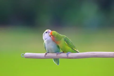 Parrot Foto stock