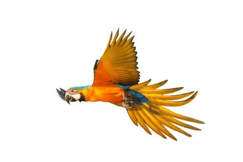 Parrot Foto stock