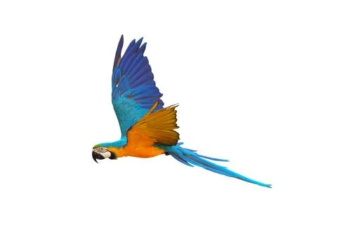 Parrot Foto stock