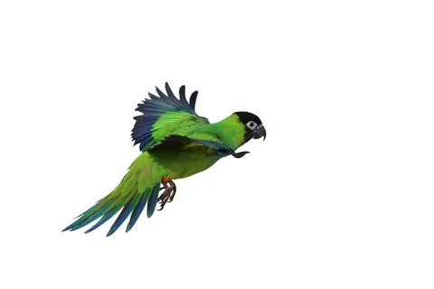 Parrot Foto stock