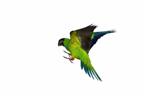 Parrot Foto stock