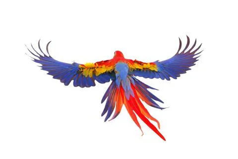 Parrot Stock Photos