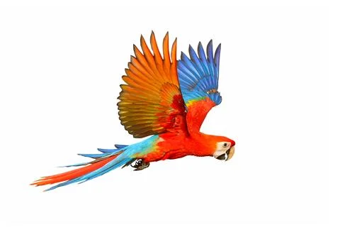 Parrot Stock Photos