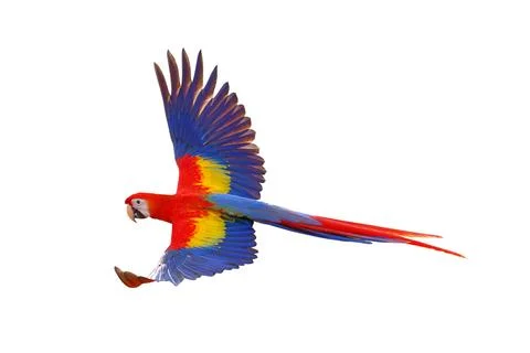 Parrot Stock Photos