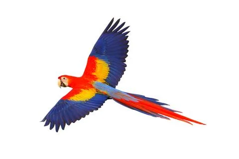 Parrot Stock Photos