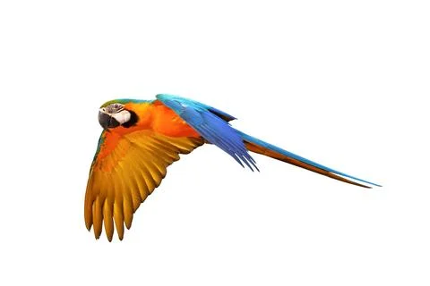 Parrot Foto stock