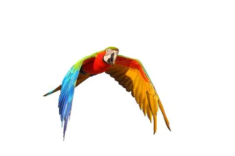 Parrot Foto stock
