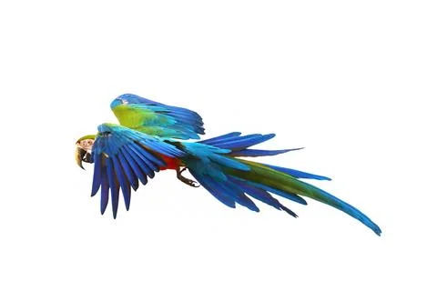 Parrot Foto stock