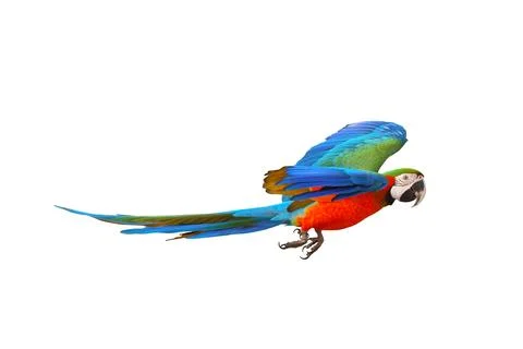 Parrot Stock Photos
