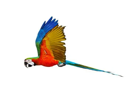 Parrot Stock Photos