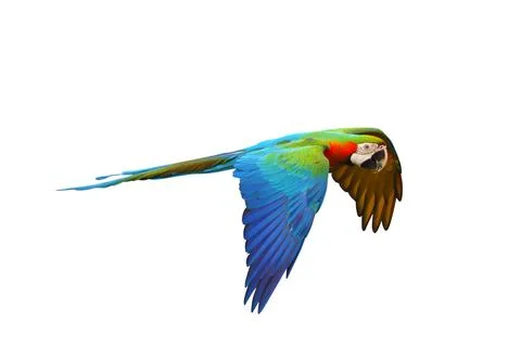 Parrot Foto stock