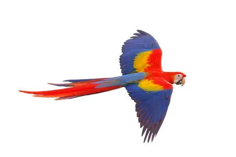 Parrot Stock-Fotos
