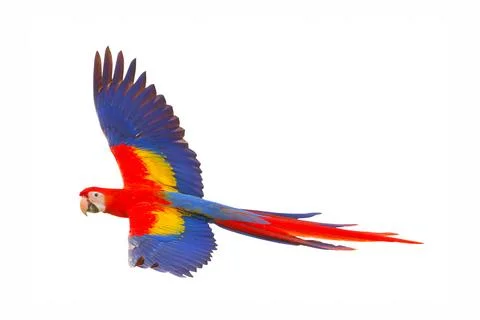 Parrot Foto stock