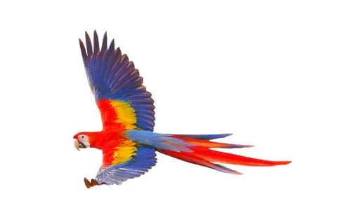Parrot Stock Photos