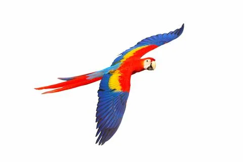 Parrot Foto stock