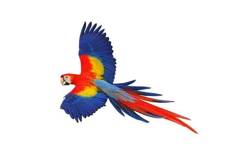 Parrot Stock Photos