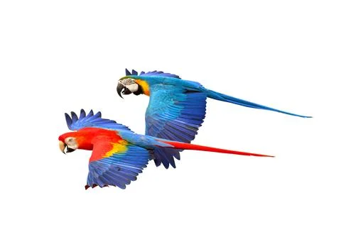 Parrot Stock-Fotos