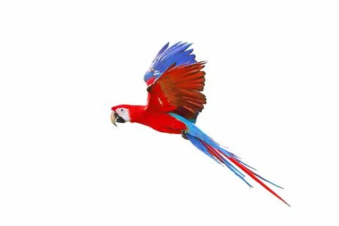 Parrot Stock-Fotos