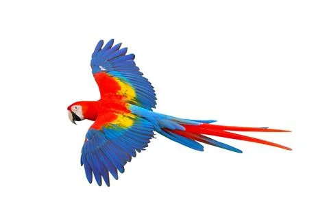 Parrot Stock Photos