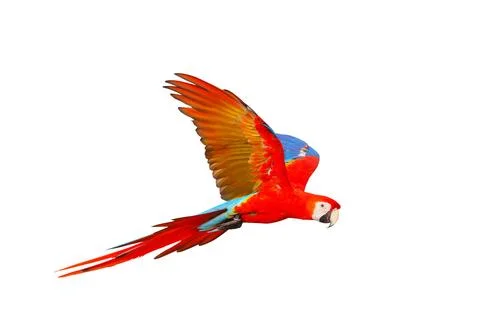 Parrot 스톡 사진