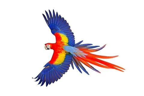 Parrot Stock Photos