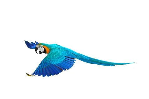 Parrot Foto stock