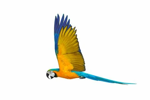 Parrot Stock Photos
