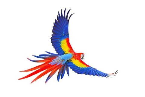 Parrot Fotos de archivo