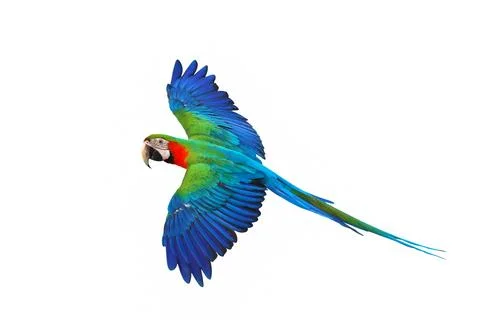 Parrot Stock Photos
