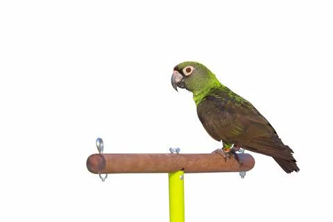 Parrot Stock Photos