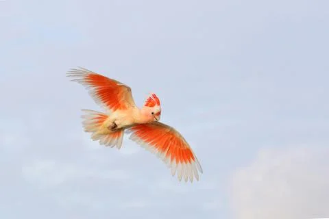 Parrot Stock Photos