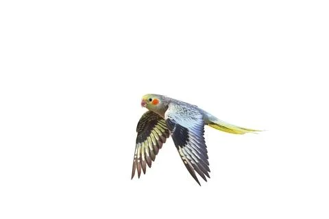 Parrot Foto stock