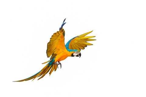 Parrot Foto stock