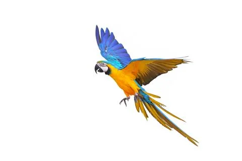 Parrot Stock Photos