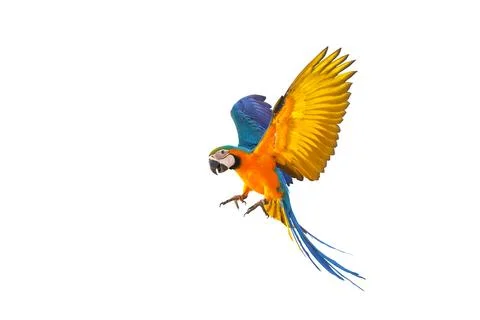 Parrot Stock Photos